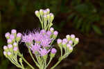 Coastal plain chaffhead